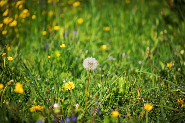 Hvit Løvetann Åkeren Blomst Grønn Utydelig Bakgrunn Vårmarksblomst Gress Plenen – stockfoto