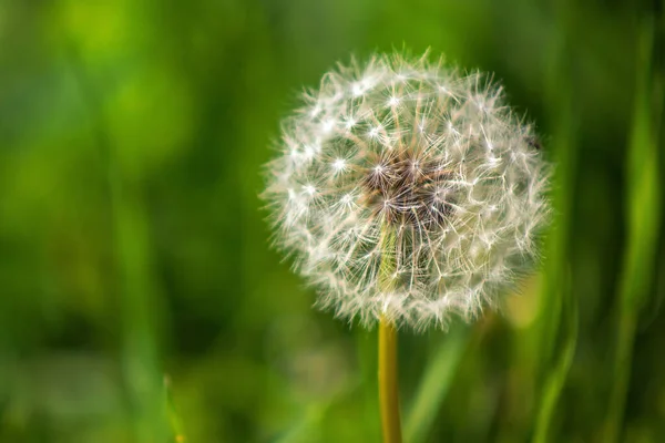 Dente Leão Branco Campo Uma Flor Num Fundo Verde Desfocado — Fotografia de Stock