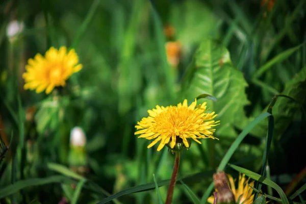Žlutá Pampeliška Poli Květina Zeleném Rozmazaném Pozadí Krásný Zadek — Stock fotografie