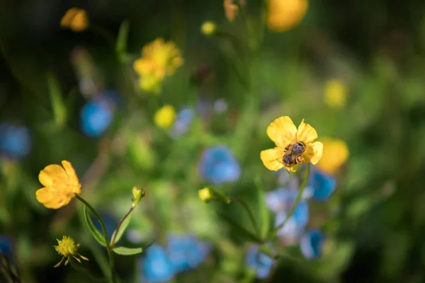 Gele Blauwe Weide Bloemen Kleine Bonte Bloemen Een Open Plek — Stockfoto