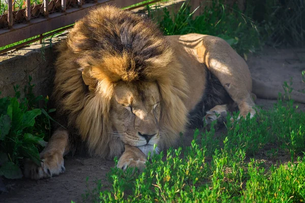 Grand Terrible Prédateur Dort Tranquillement Gros Plan Lion Adulte Carnivore — Photo