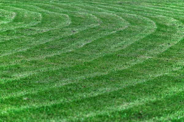 A large green mowed lawn. Pattern on the lawn. Patterns.