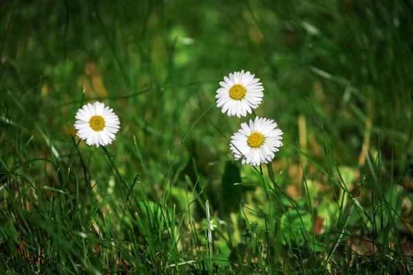 Champ Fleurs Camomille Une Belle Scène Nature Avec Des Marguerites — Photo