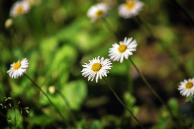 Papatya çiçekleri. Güneşin altında çiçek açan tıbbi papatyaların olduğu güzel bir doğa manzarası. Yaz çiçekleri. Güzel çayır. Yaz arkaplanı.