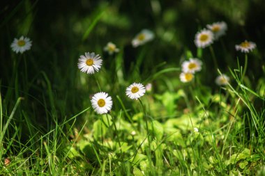 Papatya çiçekleri. Güneşin altında çiçek açan tıbbi papatyaların olduğu güzel bir doğa manzarası. Yaz çiçekleri. Güzel çayır. Yaz arkaplanı.