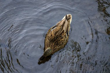 Bir ördek açık bir gölde yüzer. Dişi ördek. Yalnız yüzer..