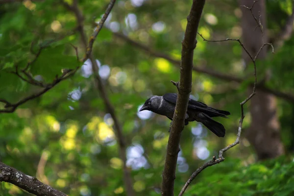 Western Jackdaw Ceneus Monedula Известный Eurenhan Jackdaw European Jackdaw Просто — стоковое фото