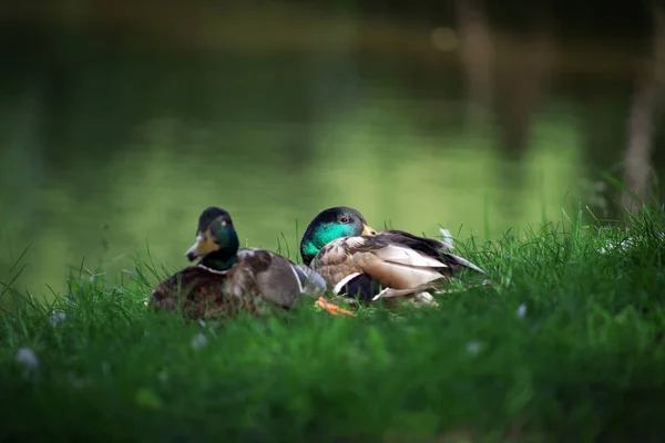 Ducks rest on the spring grass at the water\'s edge. Birds hide in the shade from the summer heat. Birds close-up.