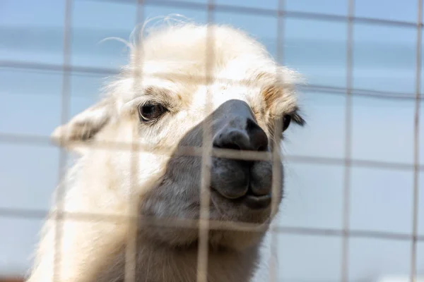Funny Alpaca smile and teeth; white llama close-up. Llama in the zoo.