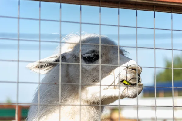 Funny Alpaca smile and teeth; white llama close-up. Llama in the zoo.