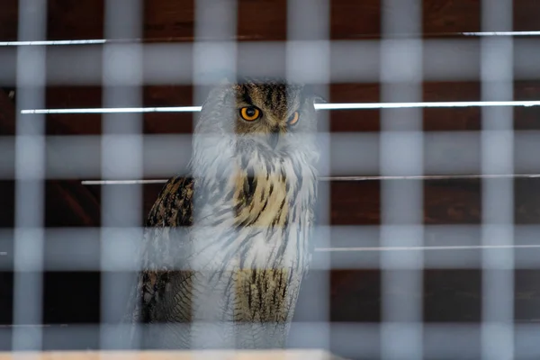 動物園の檻の中のユーラシアフクロウ 監禁された鳥だ 表情豊かな表情 — ストック写真