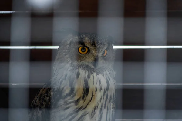 動物園の檻の中のユーラシアフクロウ 監禁された鳥だ 表情豊かな表情 — ストック写真