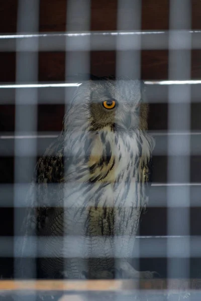 動物園の檻の中のユーラシアフクロウ 監禁された鳥だ 表情豊かな表情 — ストック写真