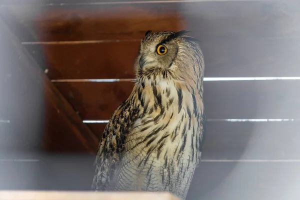 Euraziatische Uil Een Kooi Dierentuin Een Vogel Gevangenschap Expressieve Blik — Stockfoto