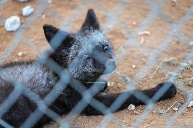 Hayvanat bahçesindeki kafeste bir tilki. Esaret altındaki hayvanlar.