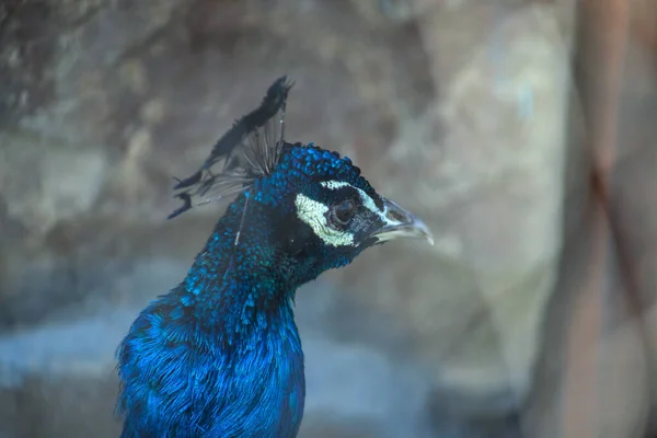 動物園で美しい配管工の孔雀 — ストック写真