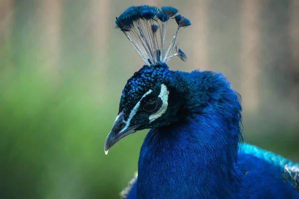 Pavão Com Bela Plumagem Zoológico — Fotografia de Stock