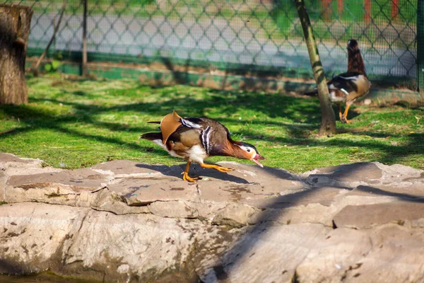 動物園で北京ダック 水でアヒル 美しい配管工 — ストック写真