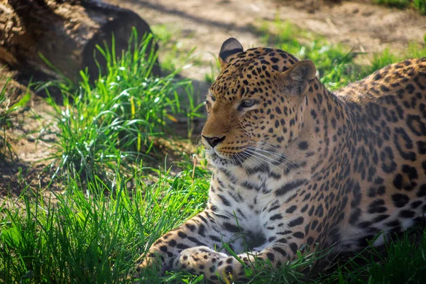 Hayvanat Bahçesindeki Bir Leoparın Portresi Esaret Altındaki Hayvanlar — Stok fotoğraf