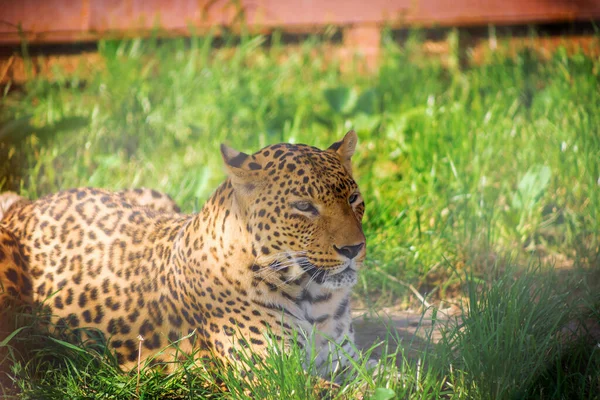Πορτραίτο Λεοπάρδαλης Στο Ζωολογικό Κήπο Ζώα Αιχμαλωσία — Φωτογραφία Αρχείου