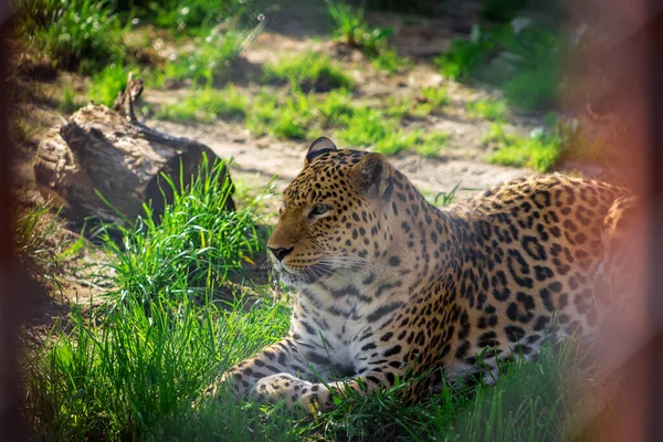 Hayvanat Bahçesindeki Bir Leoparın Portresi Esaret Altındaki Hayvanlar — Stok fotoğraf