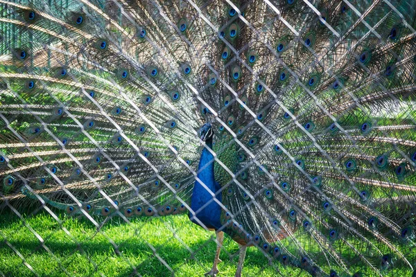 Pavão Com Bela Plumagem Zoológico — Fotografia de Stock