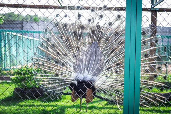 Pavão Com Bela Plumagem Zoológico — Fotografia de Stock