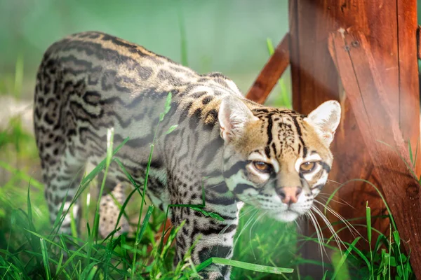 Léopard Fumé Zoo Animaux Captivité — Photo