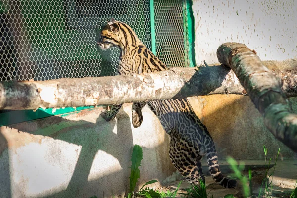 Καπνιστή Λεοπάρδαλη Στο Ζωολογικό Κήπο Ζώα Αιχμαλωσία — Φωτογραφία Αρχείου