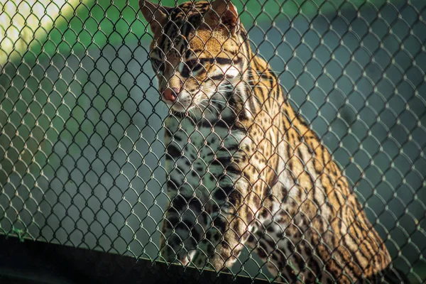 Hayvanat Bahçesindeki Dumanlı Leopar Esaret Altındaki Hayvanlar — Stok fotoğraf