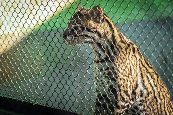 Smoky Leopard Zoo Animals Captivity — Stock Photo, Image