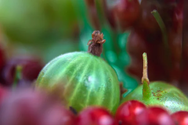 Primer Plano Del Grosellero Bayas Maduras Grosellas Verdes Rojas Bayas — Foto de Stock