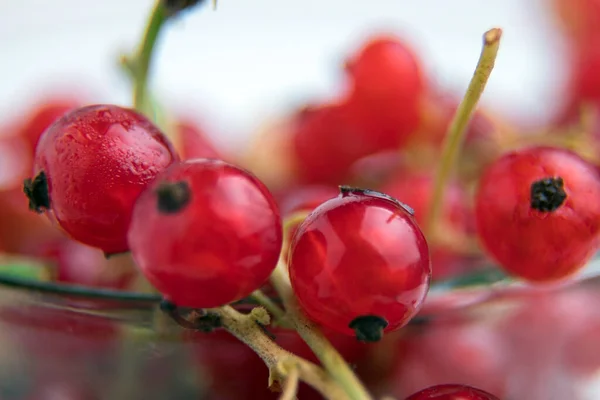 Red Currant Close Ripe Berries Lots Vitamins — Stock Photo, Image