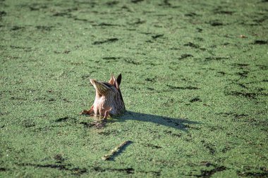 A duck dives into the lake in search of food. The lake is overgrown with duckweed. The duck's butt is sticking out of the water.