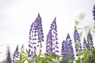 Lupin tarlası parlak bir gökyüzünde. Lupin, mor ve mavi çiçekli bir lupin tarlası. Bir buket lupin yaz çiçeği arkaplanı. Mor bahar ve yaz çiçekleri.