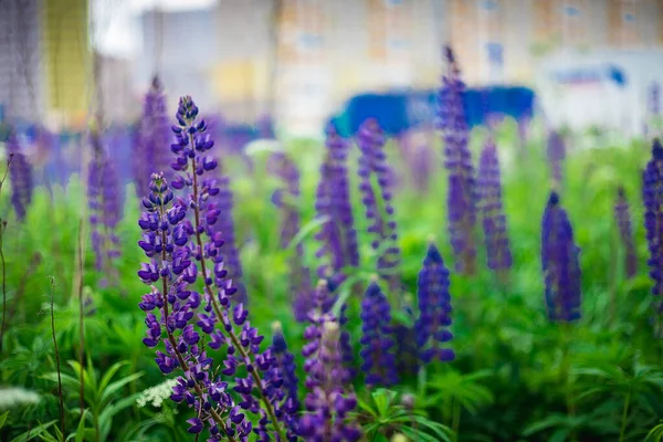 Lupine Mező Város Hátterében Lupin Egy Csillagvirág Lila Kék Virággal — Stock Fotó