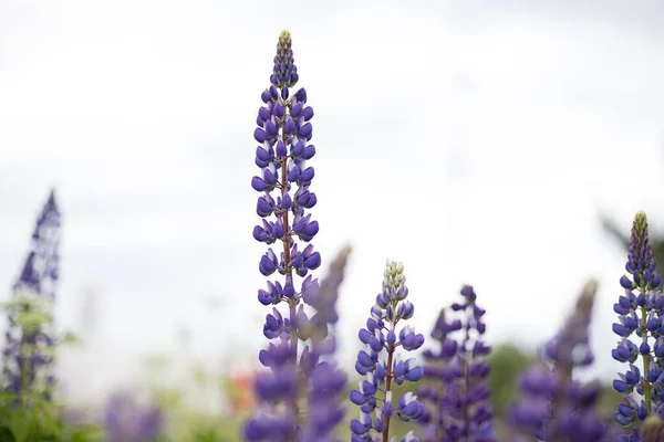 明亮天空中的狼疮场 一个紫色和蓝色花的卢平田野 紫色的花束 夏天的花朵背景 紫色春夏两季花 — 图库照片