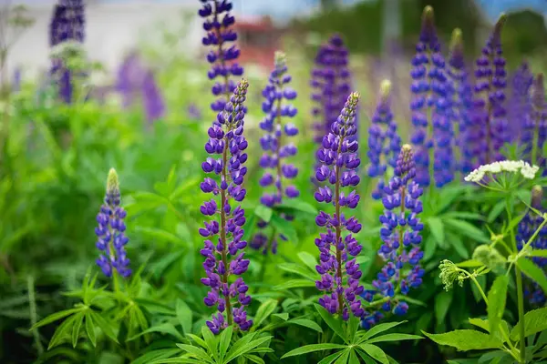 Floraison Macro Fleur Lupin Lupin Champ Lupin Fleurs Violettes Bleues — Photo