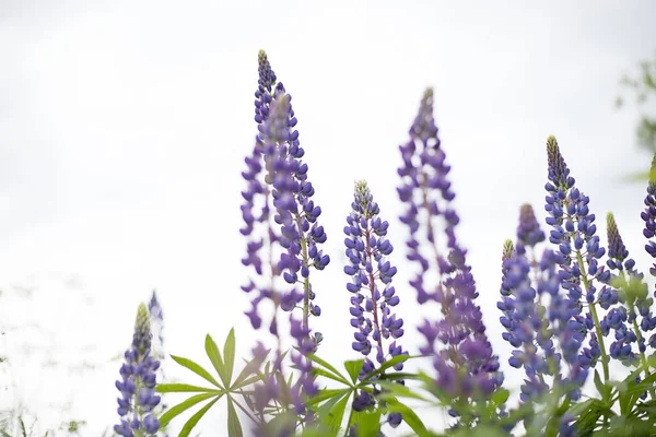 Lupin tarlası parlak bir gökyüzünde. Lupin, mor ve mavi çiçekli bir lupin tarlası. Bir buket lupin yaz çiçeği arkaplanı. Mor bahar ve yaz çiçekleri.