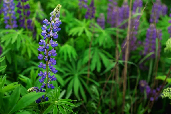 盛开的大红豆花 卢皮努斯 紫色和蓝色花的卢平田野 一丛丛淡紫色的夏天花朵背景 一片松柏地 紫罗兰春夏花 — 图库照片