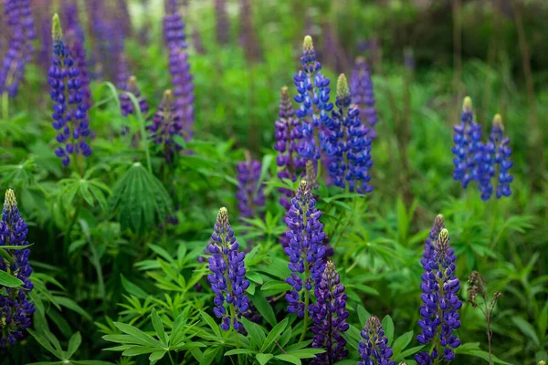 Çiçek açan makro lupin çiçeği. Lupinus, mor ve mavi çiçekli lupin tarlası. Bir grup lupin yaz çiçeği arka planı. Lupin tarlası. Mor bahar ve yaz çiçekleri.