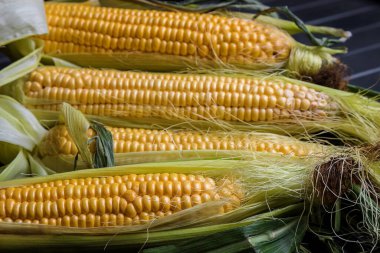 Taze mısır ve patlamış mısır. Yakın plan. olgun mısır