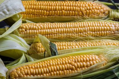 Taze mısır ve patlamış mısır. Yakın plan. olgun mısır