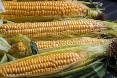 Taze mısır ve patlamış mısır. Yakın plan. olgun mısır