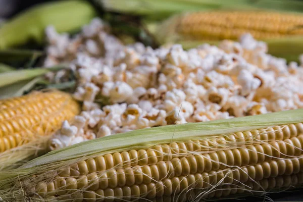 Ears Fresh Corn Popcorn Close Ripe Corn — Stock Photo, Image