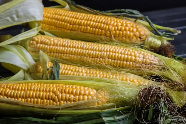 Taze mısır ve patlamış mısır. Yakın plan. olgun mısır