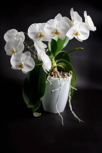 Fehér Orchidea Egy Fehér Pot Egy Fekete Háttér — Stock Fotó