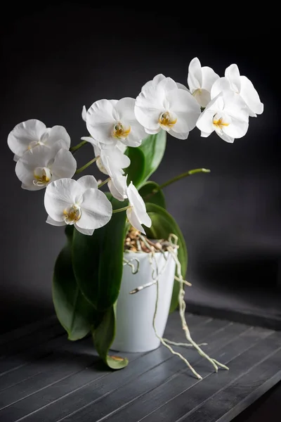 Fehér Orchidea Egy Fehér Pot Egy Fekete Háttér — Stock Fotó