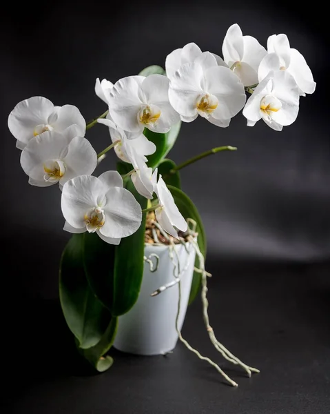 黑色背景上的白色兰花 — 图库照片