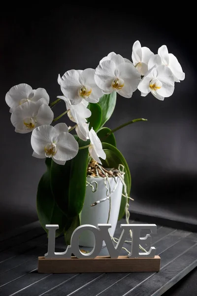 Orchidea Bianca Fondo Nero — Foto Stock